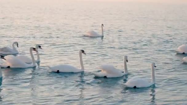 A flock of beautiful white swans swims in the sea. migratory birds in warm lands — Stock Video