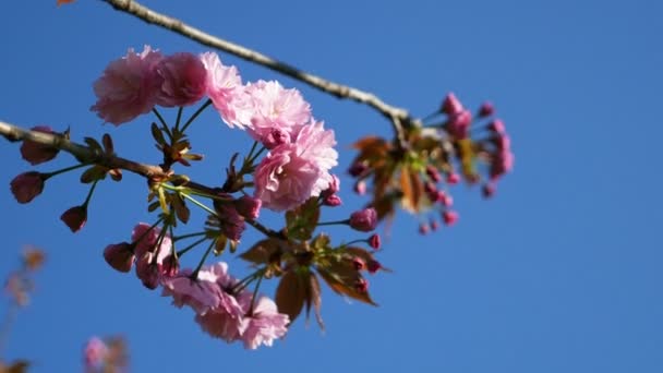 Blommande träd mot den blå himlen. vackra blommor på en filial i vår parken — Stockvideo