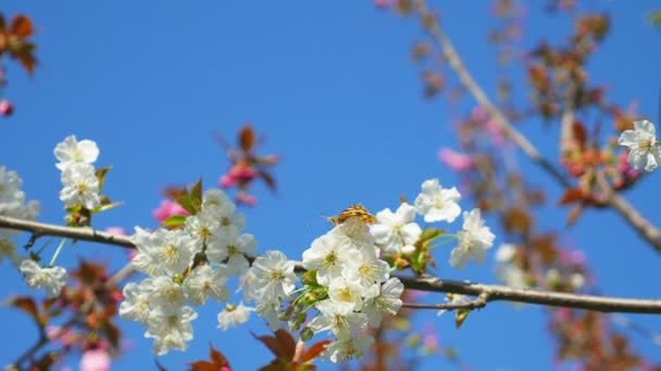 Цветущее дерево на фоне голубого неба. красивые цветы на ветке в весеннем парке — стоковое видео