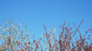 Mavi gökyüzüne karşı açan ağaç. bahar parkında bir dal üzerinde güzel çiçekler