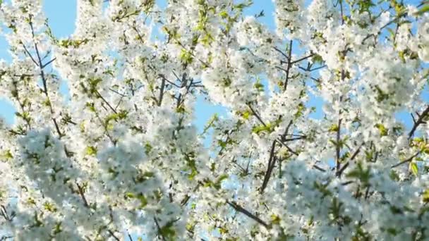 Цветущее дерево на фоне голубого неба. красивые цветы на ветке в весеннем парке — стоковое видео