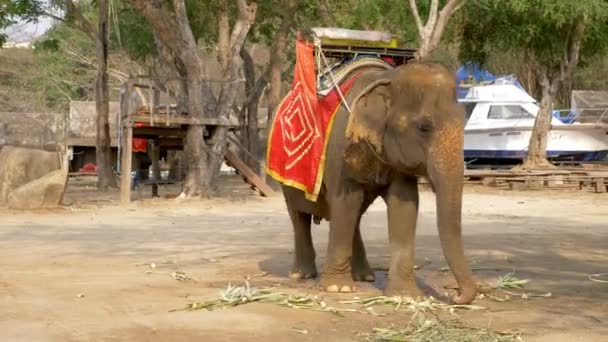 Слон для верховой езды туристов, стоящих в тени под деревьями — стоковое видео