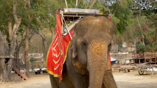 Olifant voor het rijden toeristen staan in de schaduw onder de bomen — Stockvideo