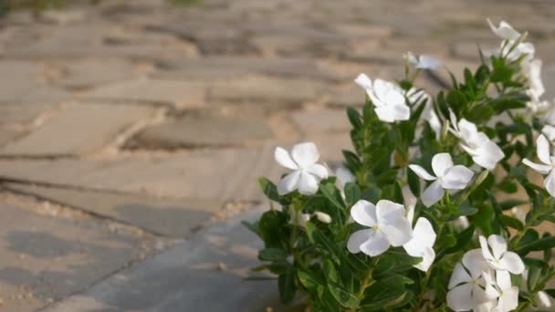 Білі квіти бальзаму на тлі старих дерев'яних бруківки — стокове відео
