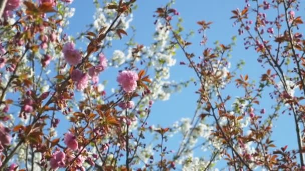 Blühender Baum gegen den blauen Himmel. schöne Blumen auf einem Zweig im Frühlingspark — Stockvideo
