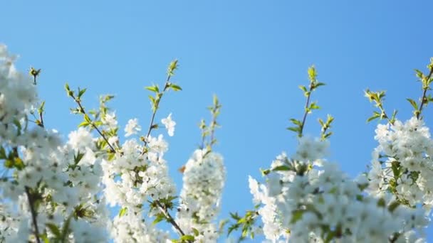 Ανθισμένη μηλιά στον γαλάζιο ουρανό. όμορφα λουλούδια σε ένα κλαδί στο ανοιξιάτικο πάρκο — Αρχείο Βίντεο