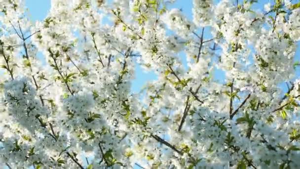 Arbre en fleurs contre le ciel bleu. belles fleurs sur une branche dans le parc de printemps 