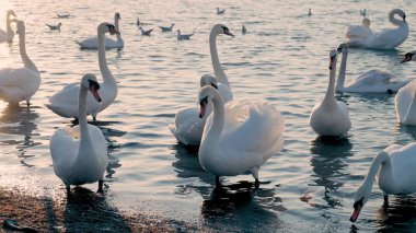 güzel beyaz kuğu bir sürüsü denizde yüzerler. sıcak topraklarda göç kuşlar