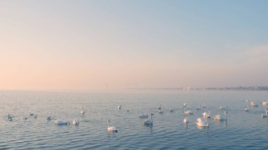 güzel beyaz kuğu bir sürüsü denizde yüzerler. sıcak topraklarda göç kuşlar