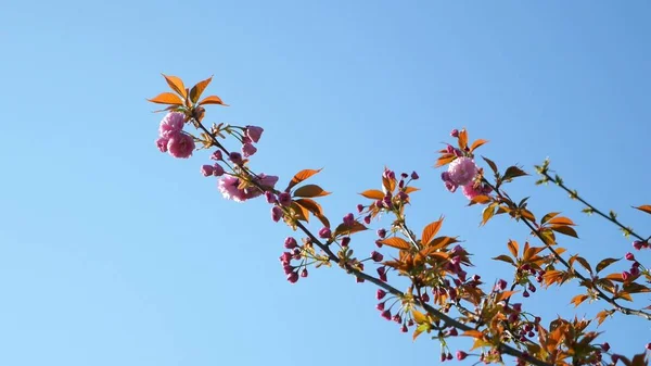 Bloeiende boom tegen de blauwe lucht. mooie bloemen op een tak in het Spring Park — Stockfoto