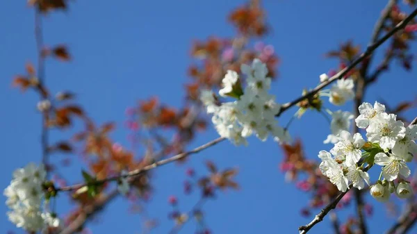 Ανθισμένη μηλιά στον γαλάζιο ουρανό. όμορφα λουλούδια σε ένα κλαδί στο ανοιξιάτικο πάρκο — Φωτογραφία Αρχείου