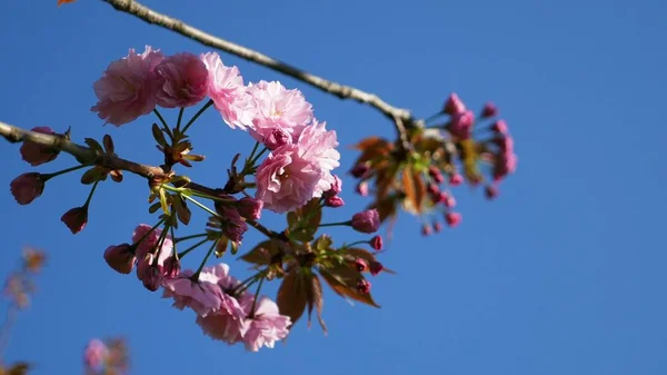 青空に向かう木が咲いている。春の公園の枝に美しい花 — ストック写真