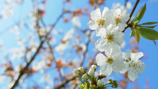 Цветущее дерево на фоне голубого неба. красивые цветы на ветке в весеннем парке — стоковое фото