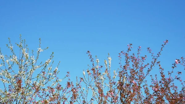 Albero in fiore contro il cielo blu. bellissimi fiori su un ramo nel parco primaverile — Foto Stock