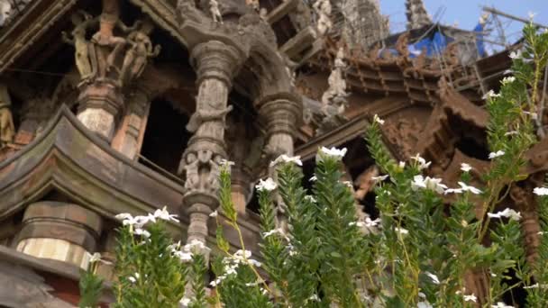 Крупним планом. дикі білі квіти на фоні дерев'яного буддистського храму. зосередьтеся на квітах, храм розмитий — стокове відео