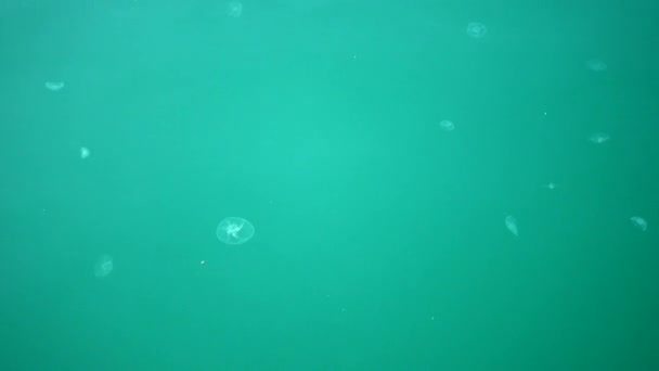 Muchas medusas muertas en el mar, medusas de mar en la bahía, problemas ambientales . — Vídeo de stock