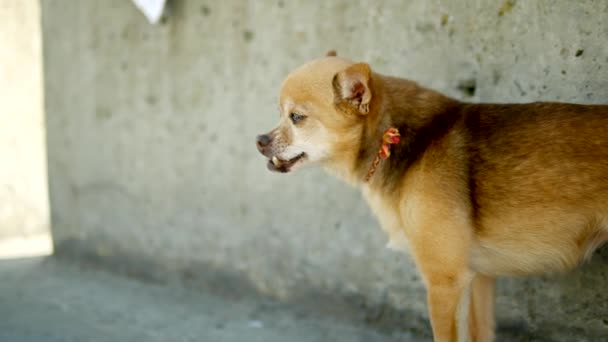 奇怪和有趣的玩具猎犬与一个变形的下巴在街上 — 图库视频影像
