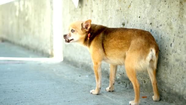 Strange och underhållande Toy terrier med en deformerad käke på gatan — Stockvideo