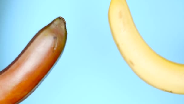 Red banana and yellow banana on blue background, Fun fast food project — Stock Video