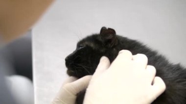 veteriner kavramı. ameliyat öncesi bir veteriner tarafından muayene üzgün siyah kedi