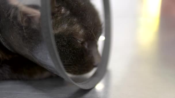 Svart sorglig katt i en kon på ett bord på en veterinärklinik — Stockvideo