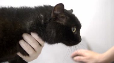 veteriner kavramı. ameliyat öncesi bir veteriner tarafından muayene üzgün siyah kedi