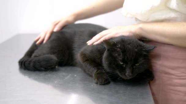 Koncepcji weterynarza. smutny czarny kot zbadane przez weterynarza przed zabiegiem — Wideo stockowe