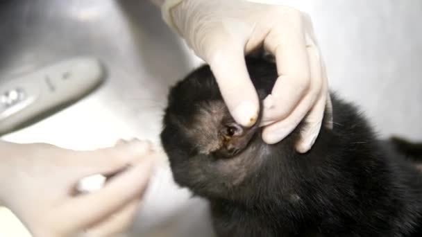 獣医の概念。手術前に獣医によって検査された悲しい黒猫 — ストック動画