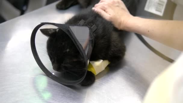 Black sad cat in a cone on a table at a veterinary clinic — Stock Video