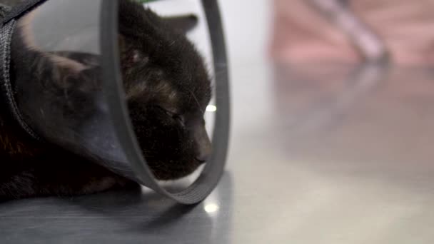 Zwarte trieste kat in een kegel op een tafel in een veterinaire kliniek — Stockvideo