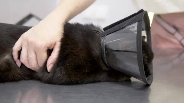 Gato negro triste en un cono sobre una mesa en una clínica veterinaria — Vídeo de stock