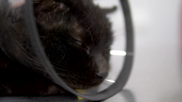 Kucing hitam menyedihkan dalam kerucut di atas meja di klinik dokter hewan — Stok Video