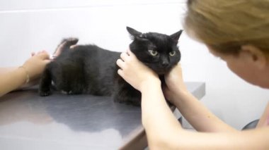 veteriner kavramı. siyah kedi bir veteriner kliniğinde bir veteriner tarafından incelendi