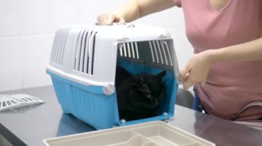 veteriner kavramı. bir veteriner kliniğinde hayvanlar için bir taşıyıcı siyah kedi