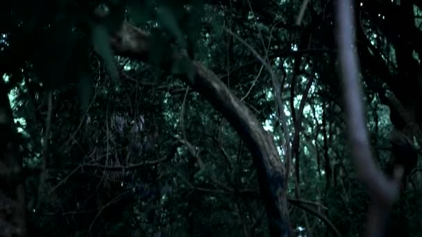 一个小女孩的鬼魂，一个长黑发的仙女在茂密的仙女森林摆动的莲花像在秋千上 — 图库视频影像