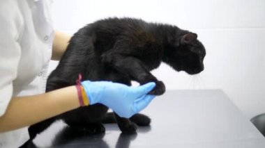 veteriner kavramı. siyah kedi bir veteriner kliniğinde bir veteriner tarafından incelendi