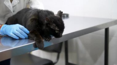 veteriner kavramı. siyah kedi bir veteriner kliniğinde bir veteriner tarafından incelendi