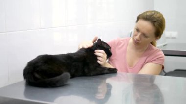 veteriner kavramı. bir veteriner kliniğinde hayvanlar için bir taşıyıcı siyah kedi