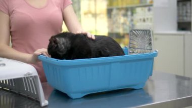 veteriner kavramı. bir veteriner kliniğinde hayvanlar için bir taşıyıcı siyah kedi
