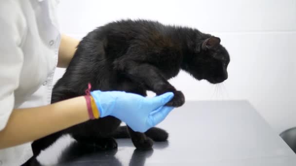 Ветеринарная концепция. Черная кошка осматривается ветеринаром в ветеринарной клинике — стоковое видео
