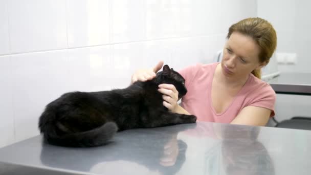 Concepto veterinario. gato negro en un portador para animales en una clínica veterinaria — Vídeos de Stock