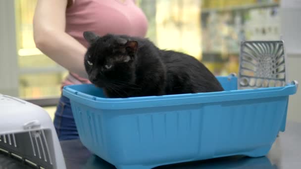 Veterinärmedicinska konceptet. svart katt i en bärare för djur i en veterinärklinik — Stockvideo