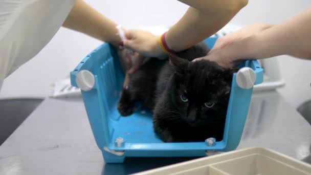 Veterinair concept. zwarte kat in een vervoerder voor dieren in een veterinaire kliniek — Stockvideo