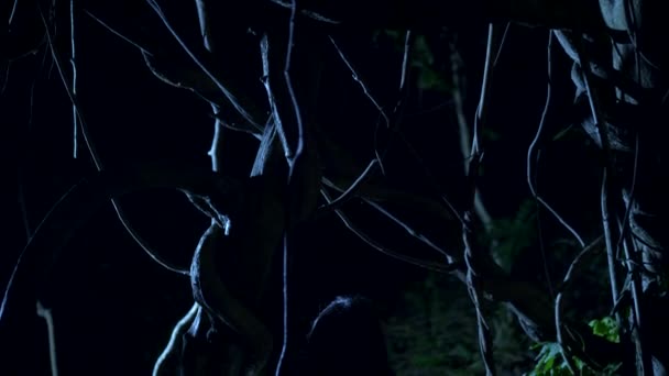 Halloween. fille fantôme avec de longs poils noirs du visage se tient dans une épaisse forêt effrayante de flash de foudre . — Video
