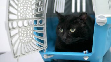 veteriner kavramı. bir veteriner kliniğinde hayvanlar için bir taşıyıcı siyah kedi