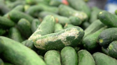 Sosyal pazar konsepti, ucuz ürünler. mağazada tezgahta çürük soluk salatalık