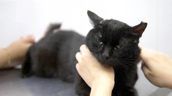 veterinary concept. black cat examined by a veterinarian at a veterinary clinic