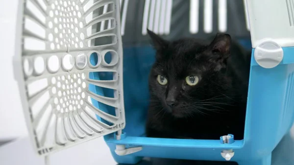 veterinary concept. black cat in a carrier for animals in a veterinary clinic