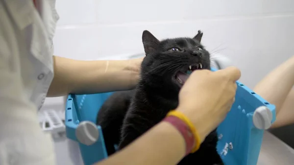 O médico dá ao gato remédio líquido. Medicina líquida para animais. conceito veterinário — Fotografia de Stock