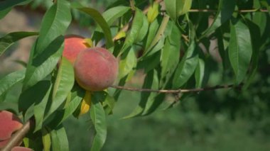 Close. kadın el yavaşça ağaç üzerinde şeftali dokunur.